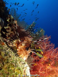 A common lionfish (Pterois volitans)and soft corals on a ... by Laura Dinraths 